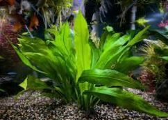 Planta Espada Amaz�nica