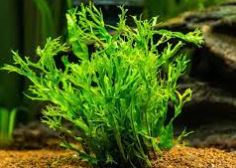 Planta Helecho de Java en acuario