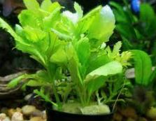 Planta Wisteria Acu�tica