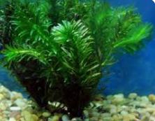 Planta Elodea