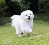 Raza de perro Bich�n Malt�s