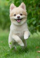 Raza de perro Pomerania