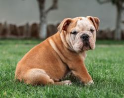 Raza de perro Bulldog franc�s