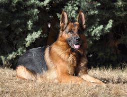 Raza de perro pastor alem�n